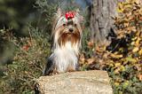 YORKSHIRE TERRIER 200